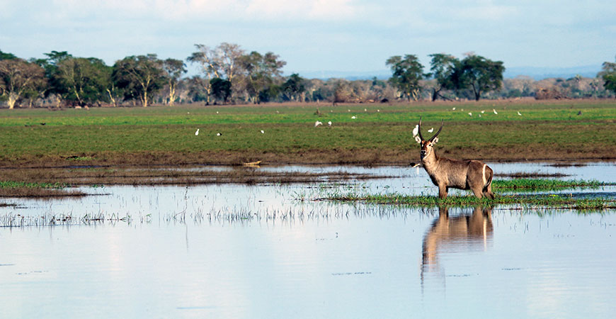 A male waterbuck antelope stands knee-deep in receding floodwaters three months after Cyclone Idai made landfall. Three months before this photo being taken, a waterbuck standing in this spot would be totally submerged by Cyclone Idai induced flooding.